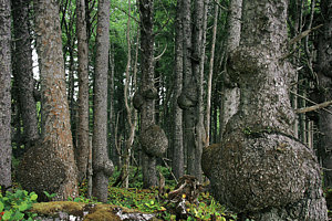 spruce-burls-olympic-national-park-wa-christine-till--ct-graphics